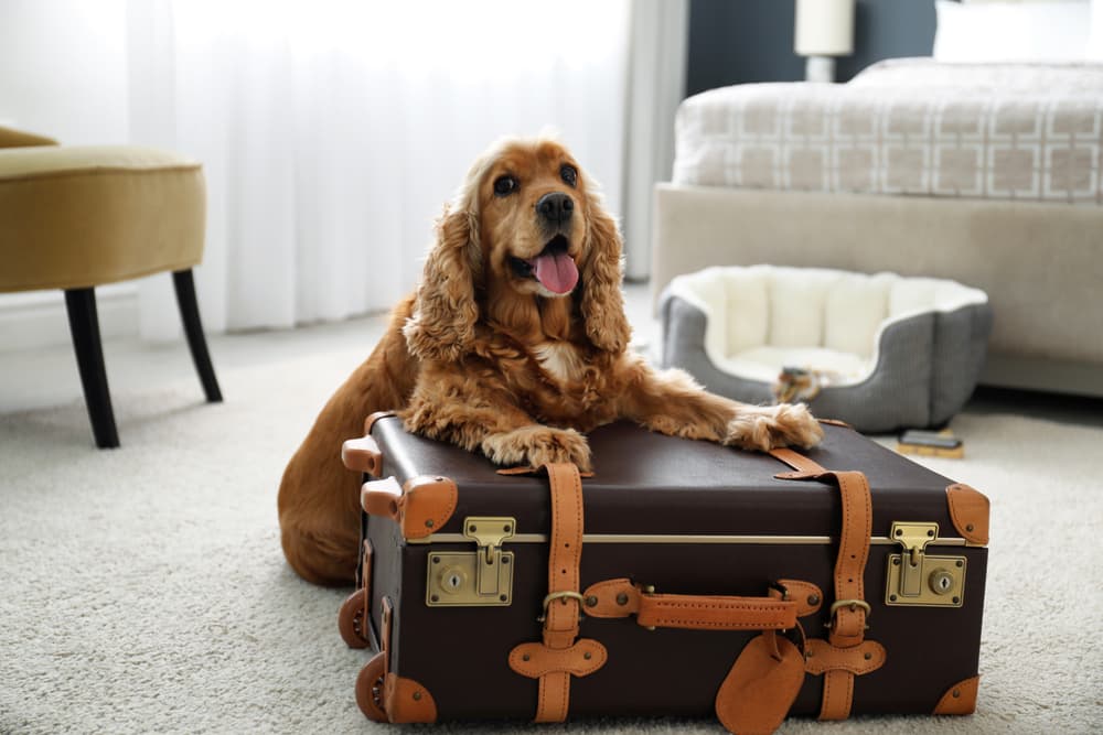6 San Francisco PetFriendly Hotels Your Pawsome Stay